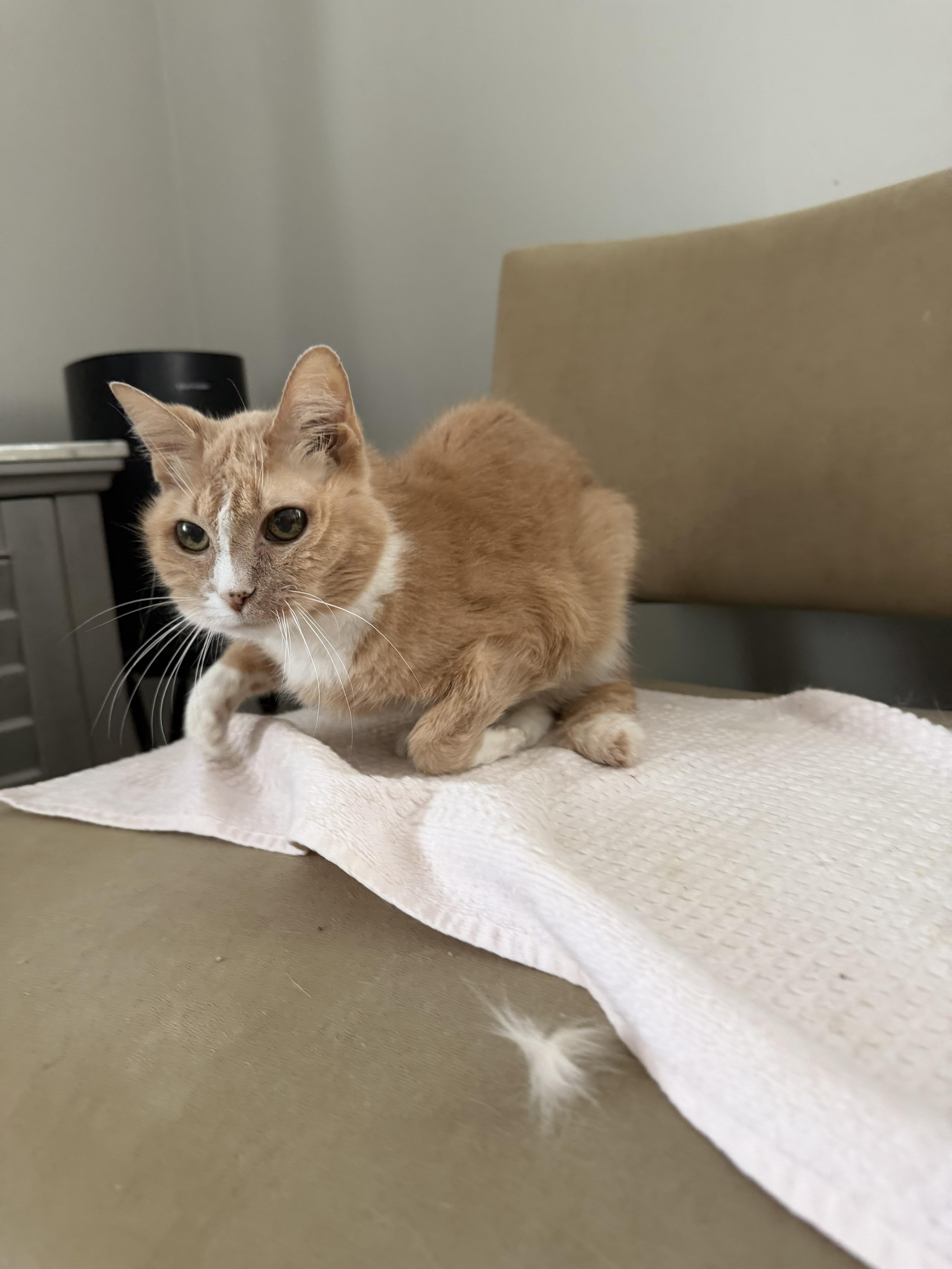 Enlarge Fluffy, a Adoptable Domestic Short Hair in Rockford, MI image 2/2