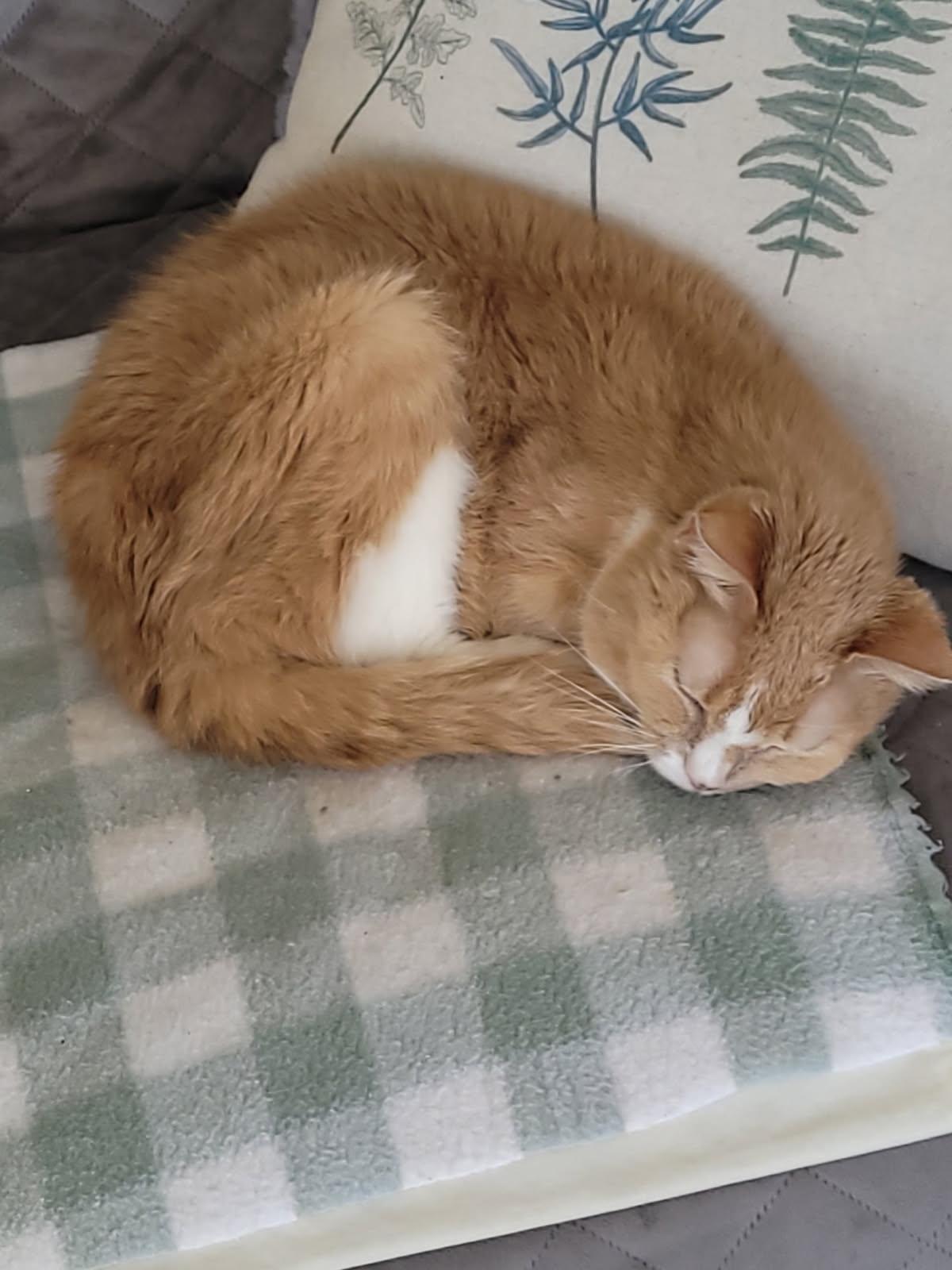 Fluffy, Adoptable, Senior Female Domestic Short Hair.
