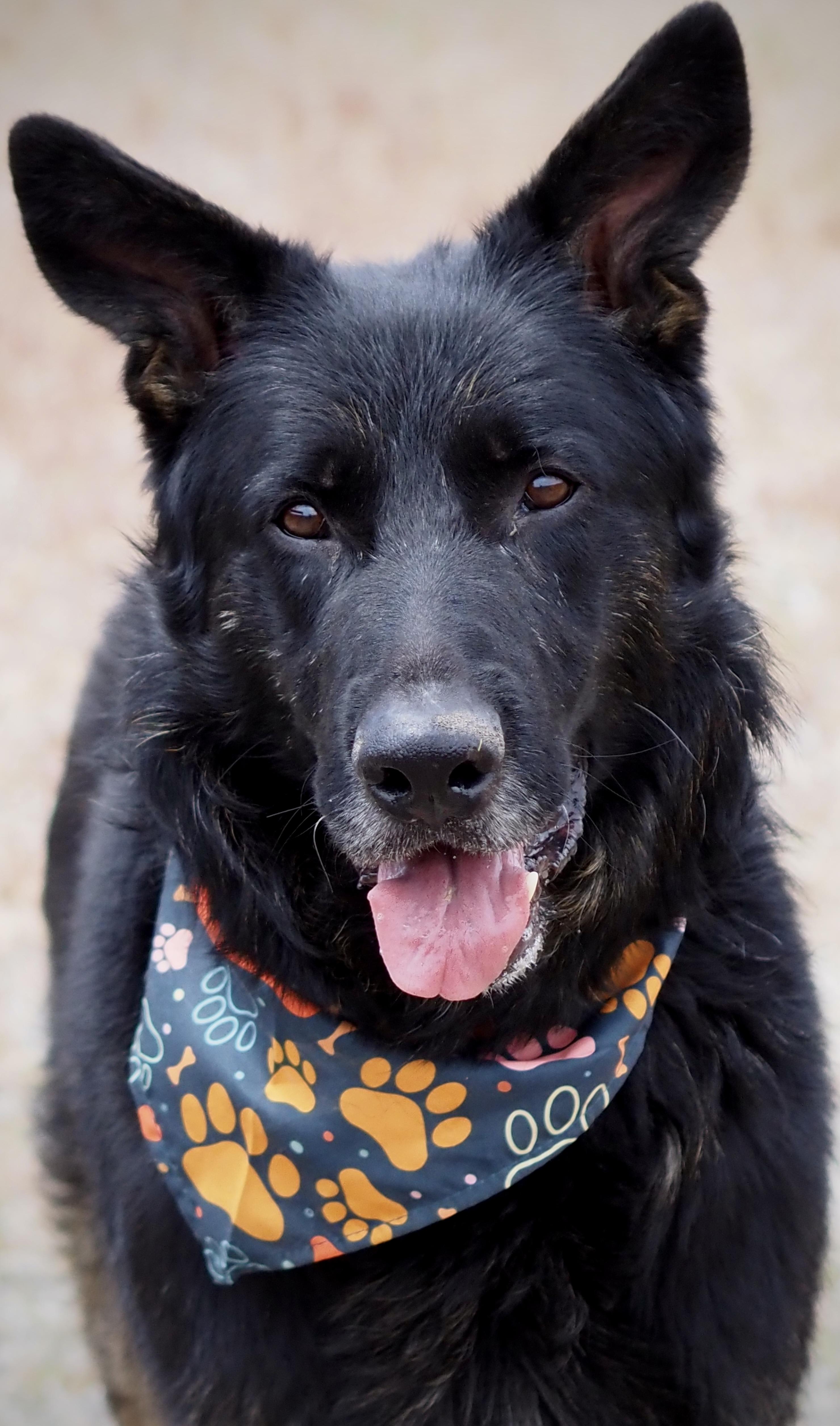 Enlarge Rex, an adopted mixed breed in Buena Vista, CO image 1/3