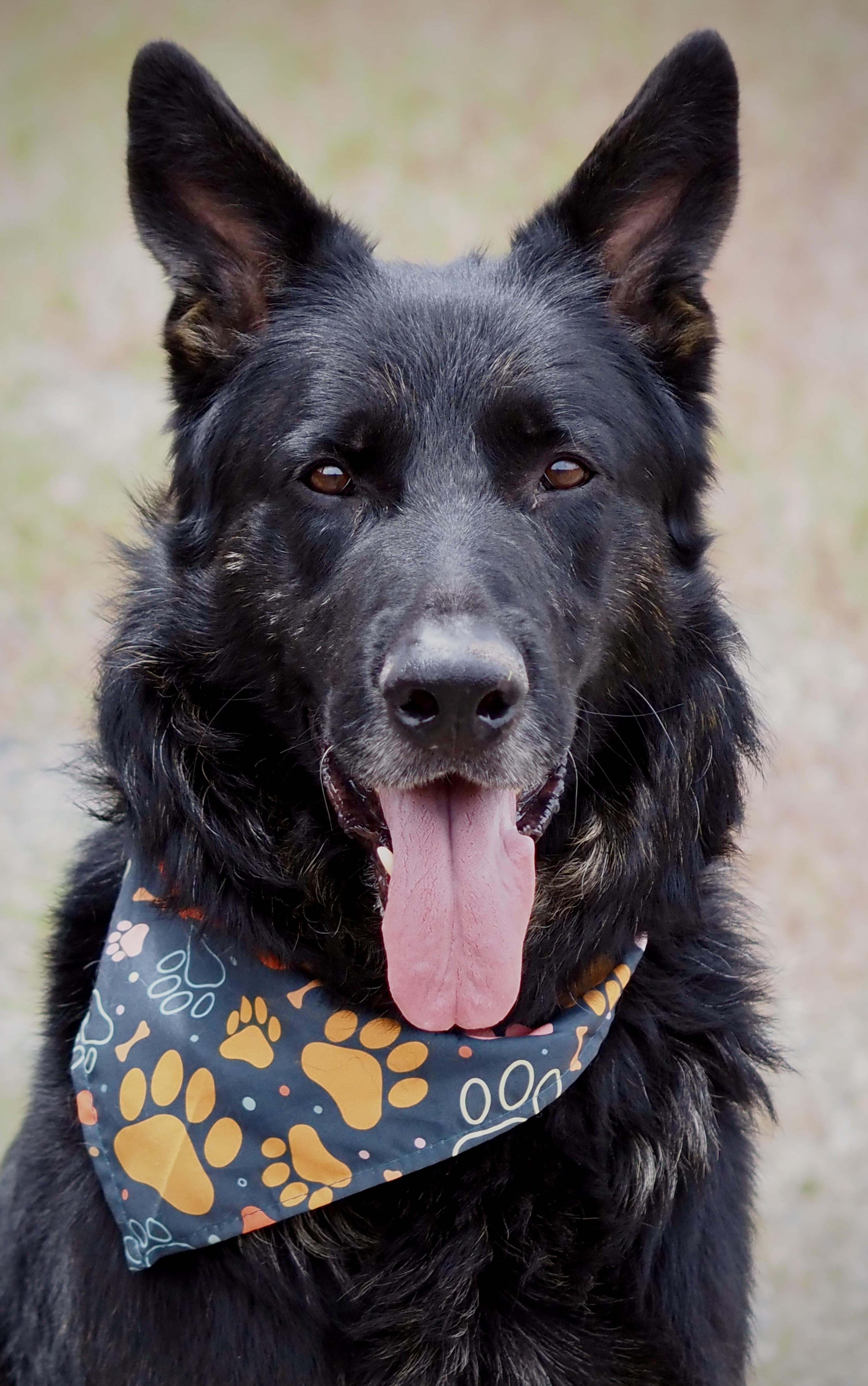 Enlarge Rex, an adopted mixed breed in Buena Vista, CO image 2/3