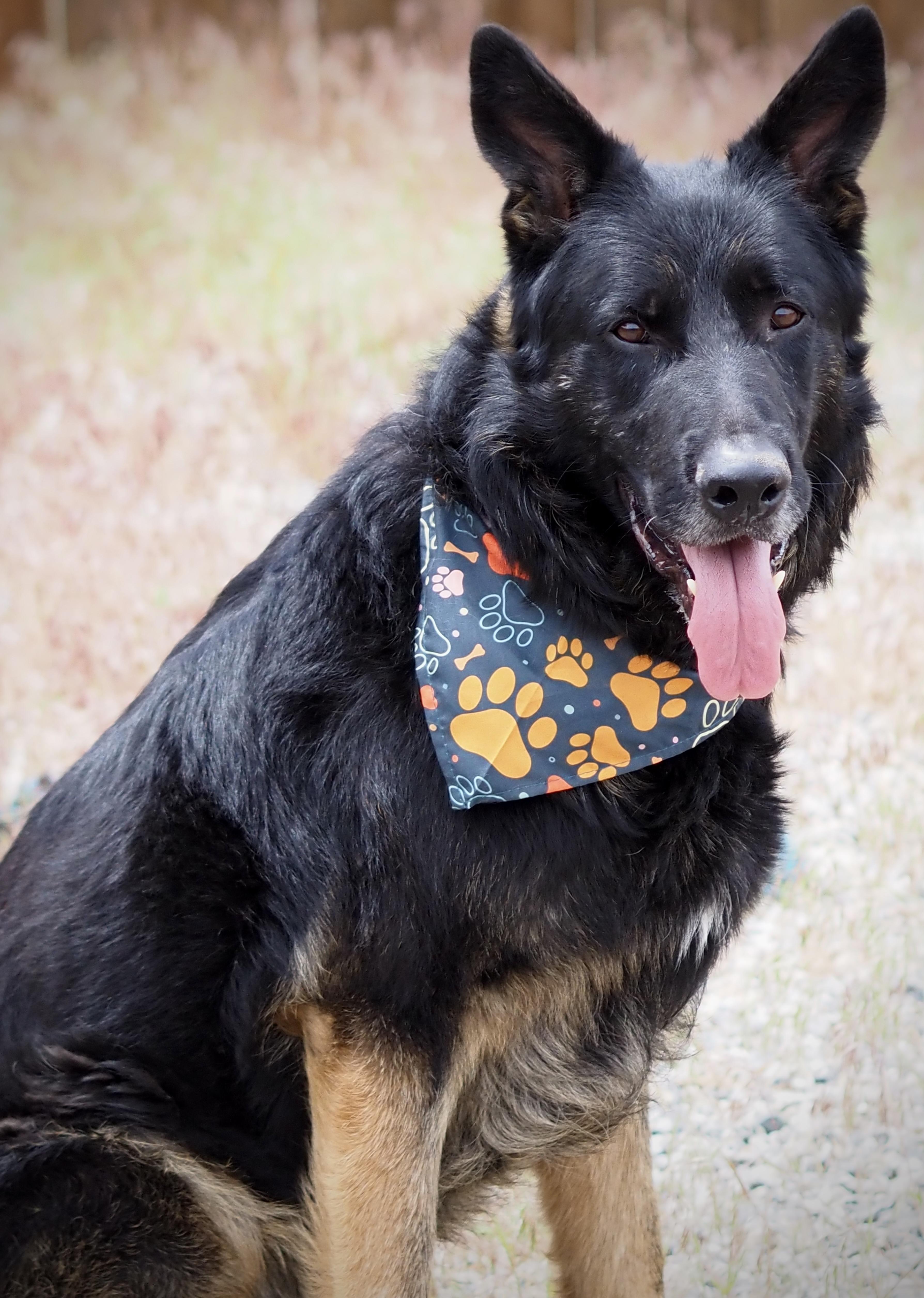 Enlarge Rex, an adopted mixed breed in Buena Vista, CO image 3/3