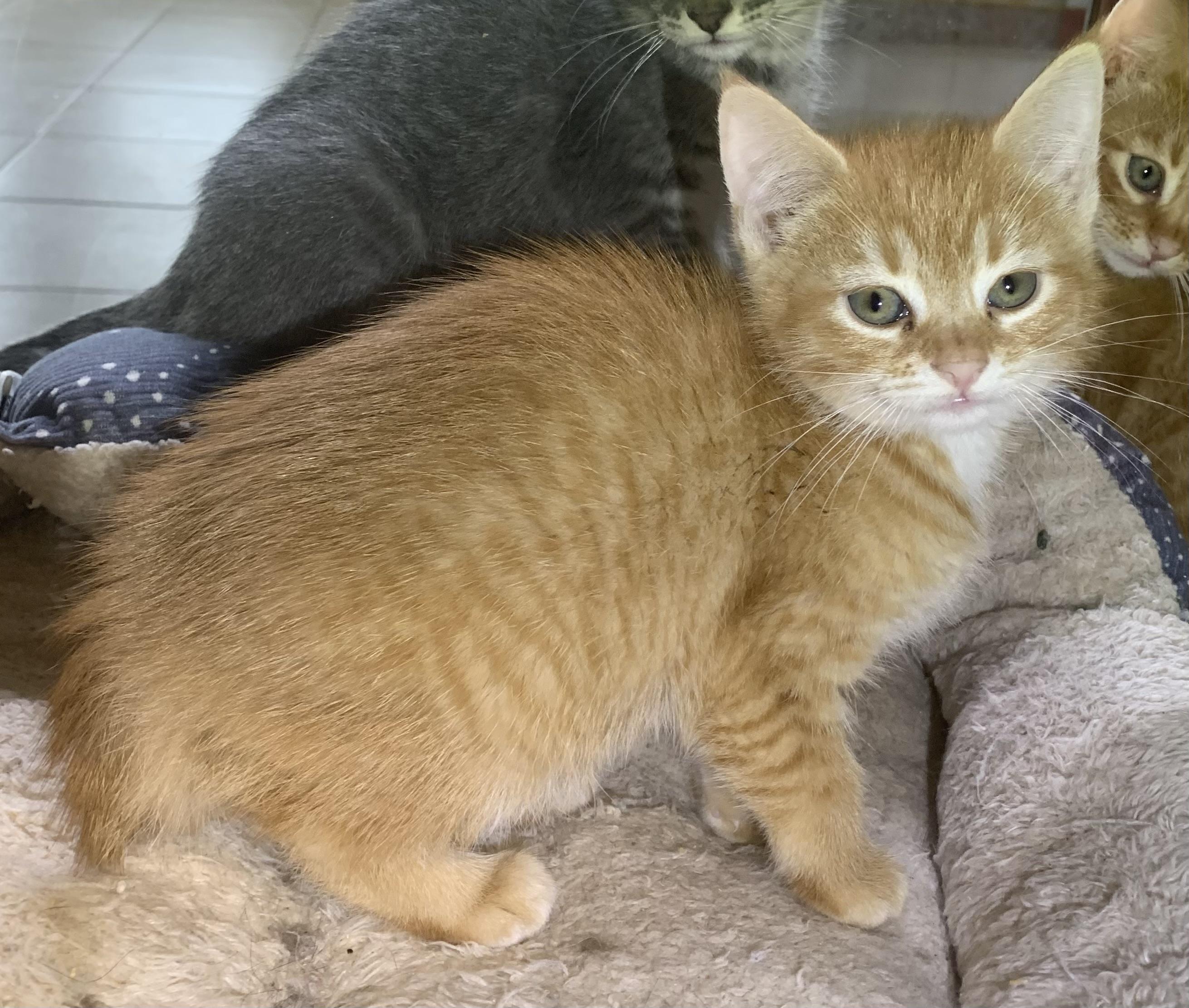 Jerry, ADOPTABLE, Kitten Female Domestic Short Hair.