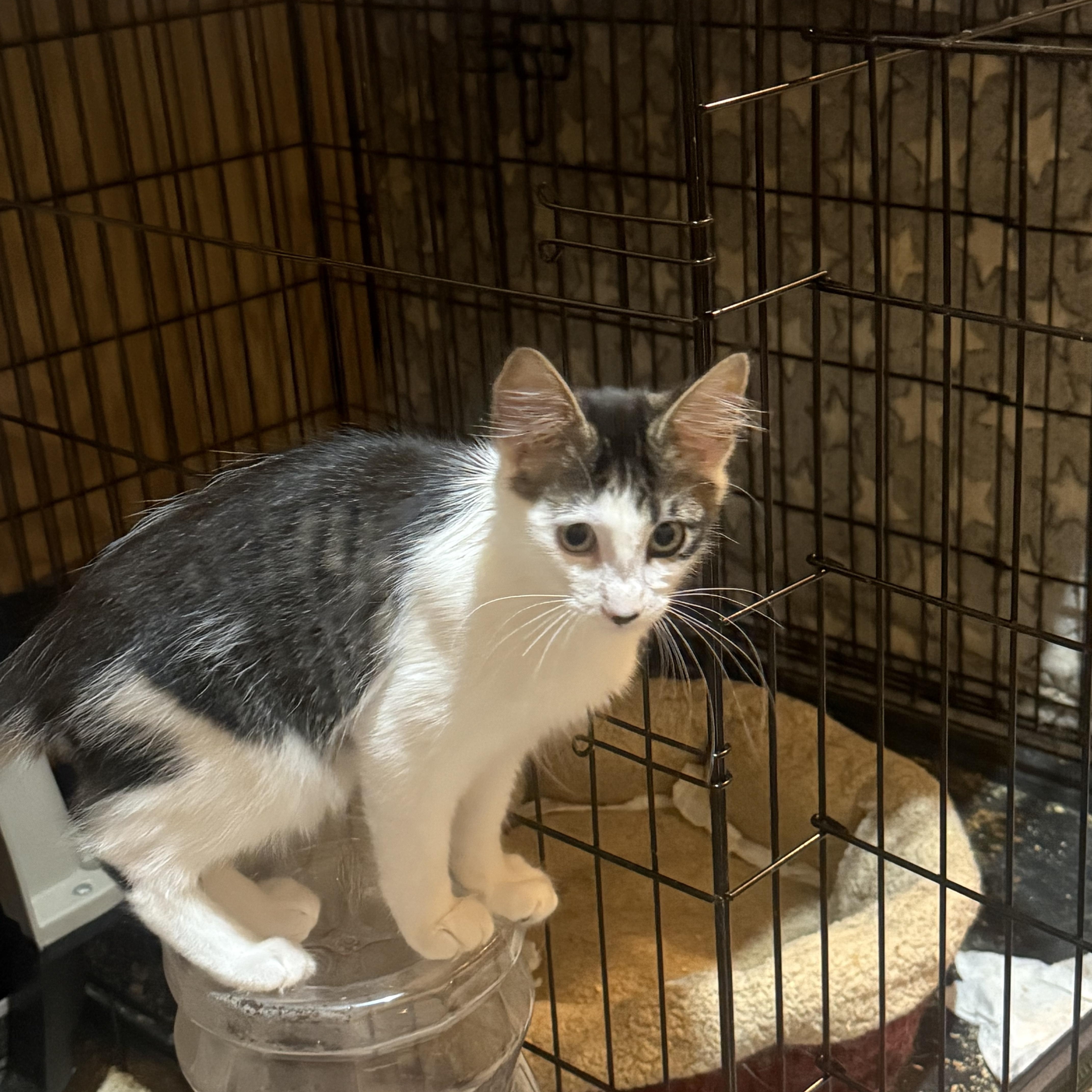 Enlarge Nibbler, a Adoptable Domestic Medium Hair in Anna, TX image 1/4