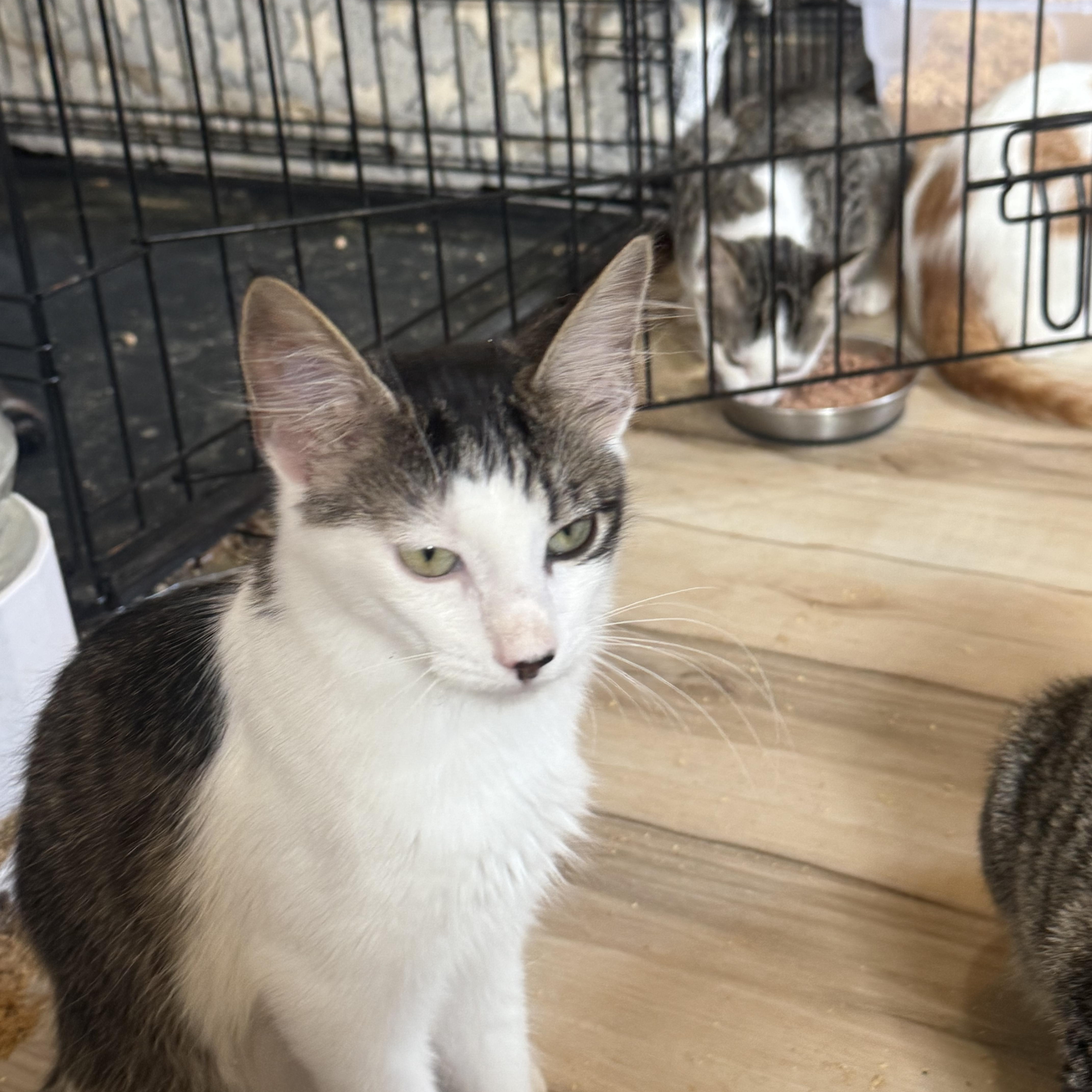 Nibbler, Adoptable, Young Male Domestic Medium Hair.