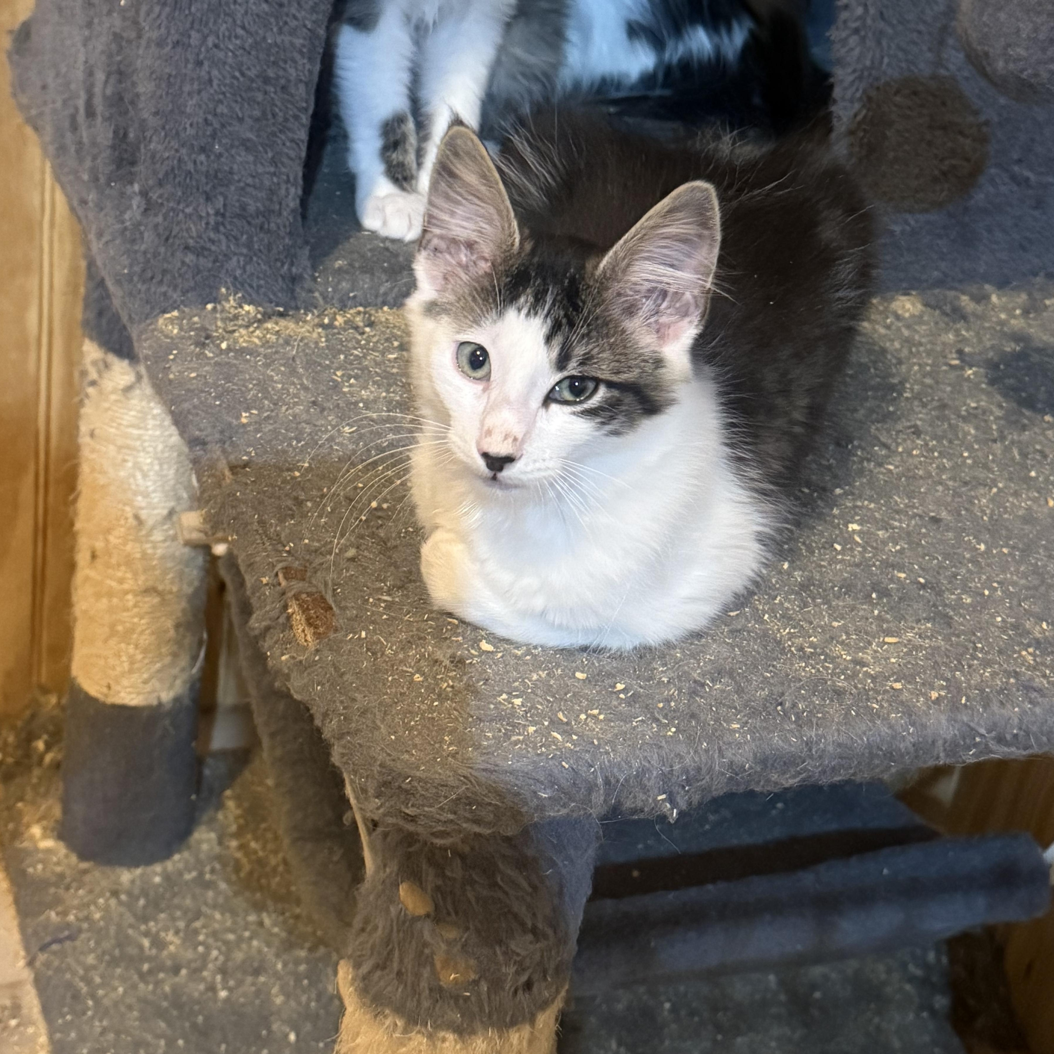 Enlarge Nibbler, a Adoptable Domestic Medium Hair in Anna, TX image 4/4