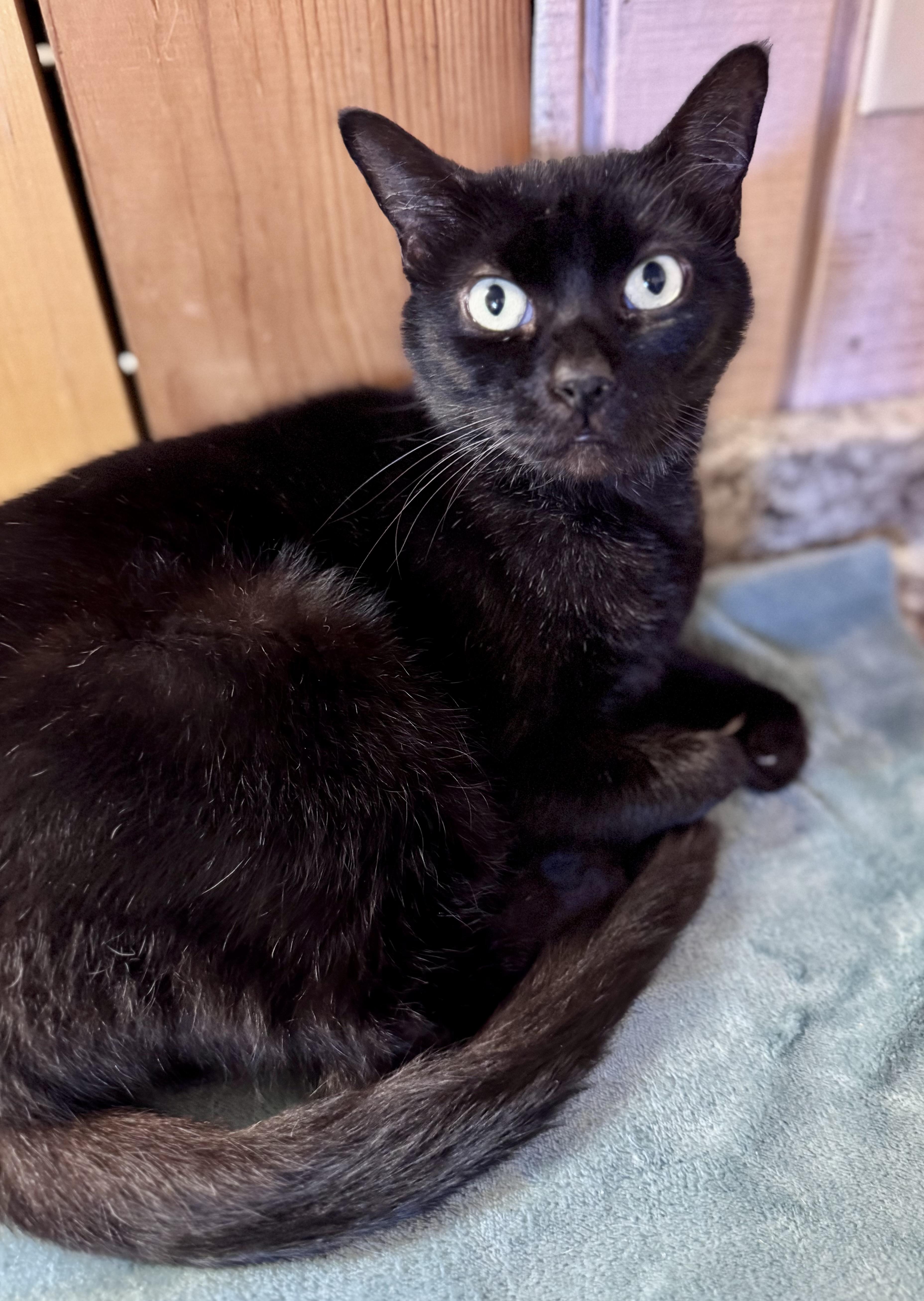 Enlarge Atlas, a ADOPTABLE American Shorthair in Saint Augustine, FL image 2/3