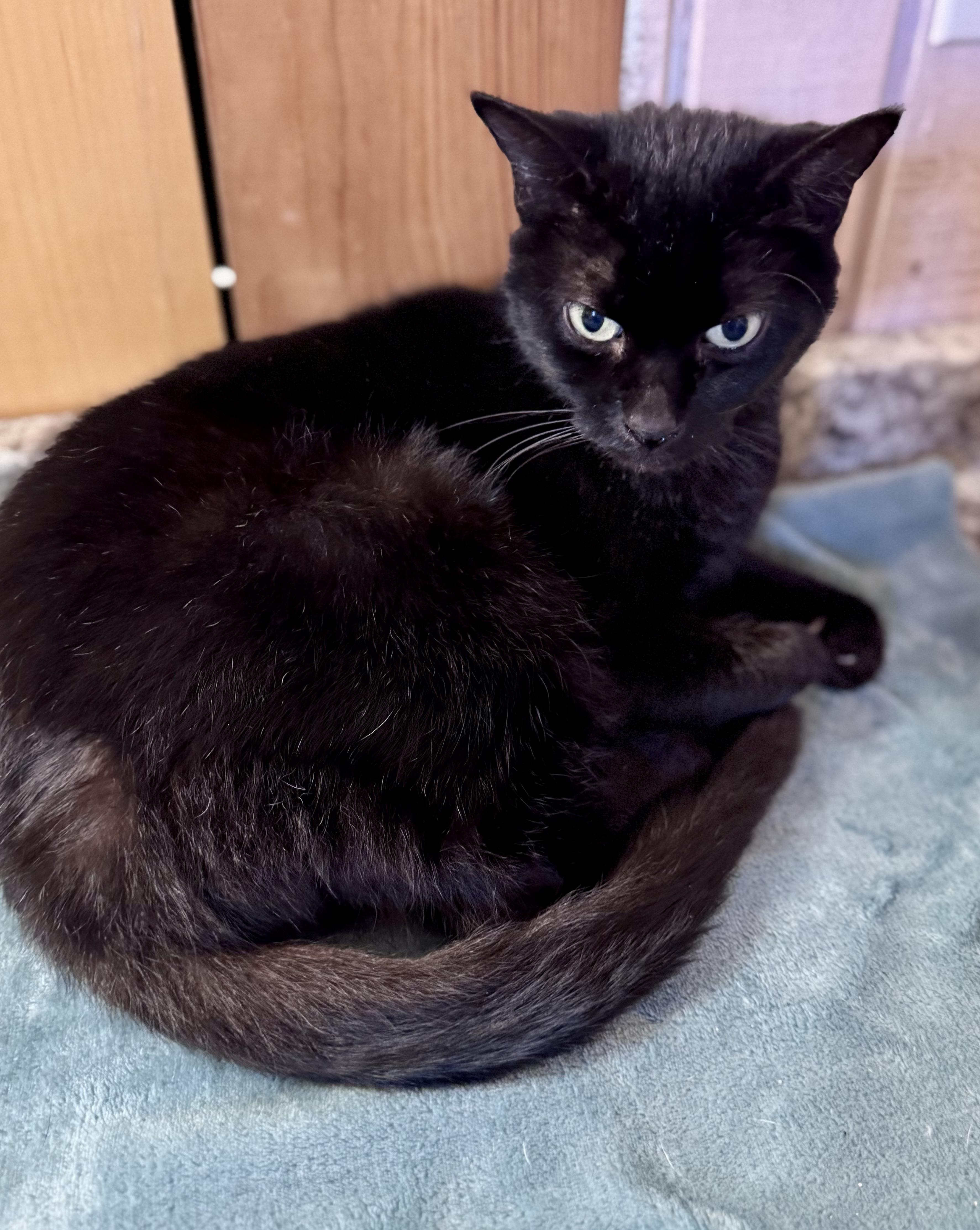 Enlarge Atlas, a ADOPTABLE American Shorthair in Saint Augustine, FL image 3/3