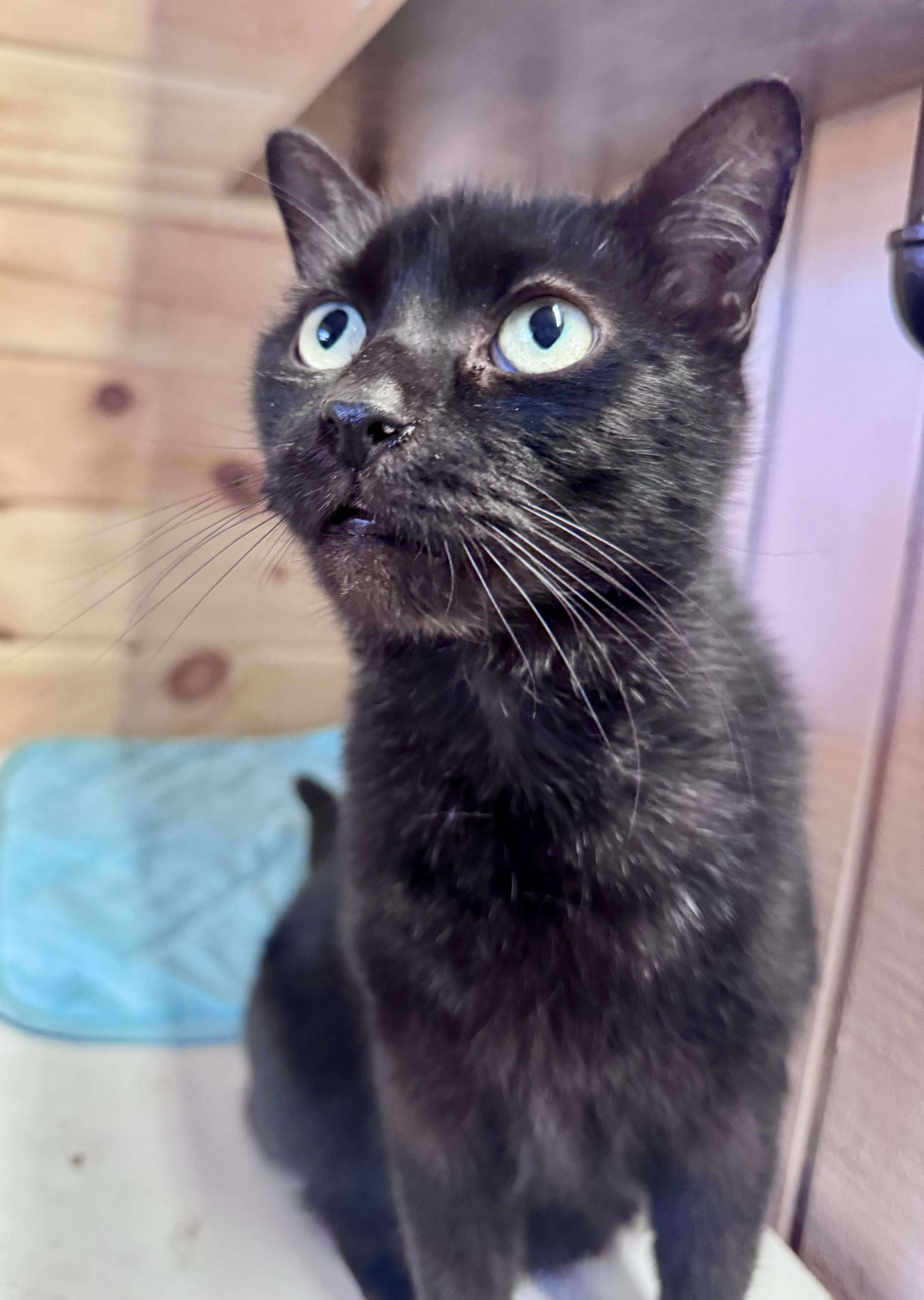 Enlarge Atlas, a ADOPTABLE American Shorthair in Saint Augustine, FL image 1/3