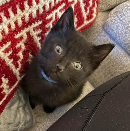 Butternut, Adoptable, Young Male Domestic Short Hair.