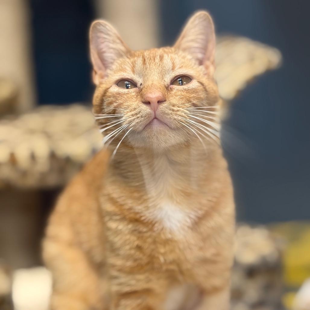 Ginger — thumbnail 2