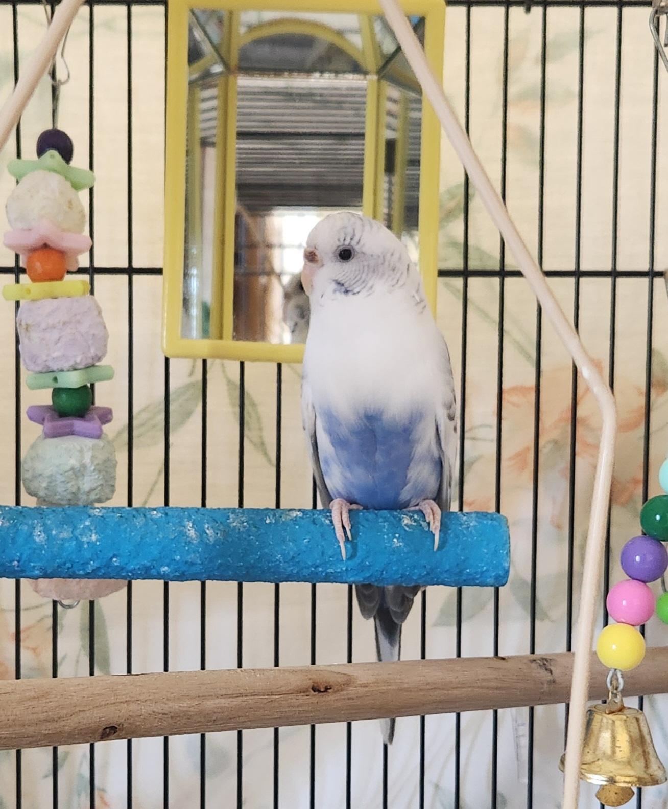 Enlarge Indigo, an adopted Parakeet (Other) in Clayton, NJ image 1/1