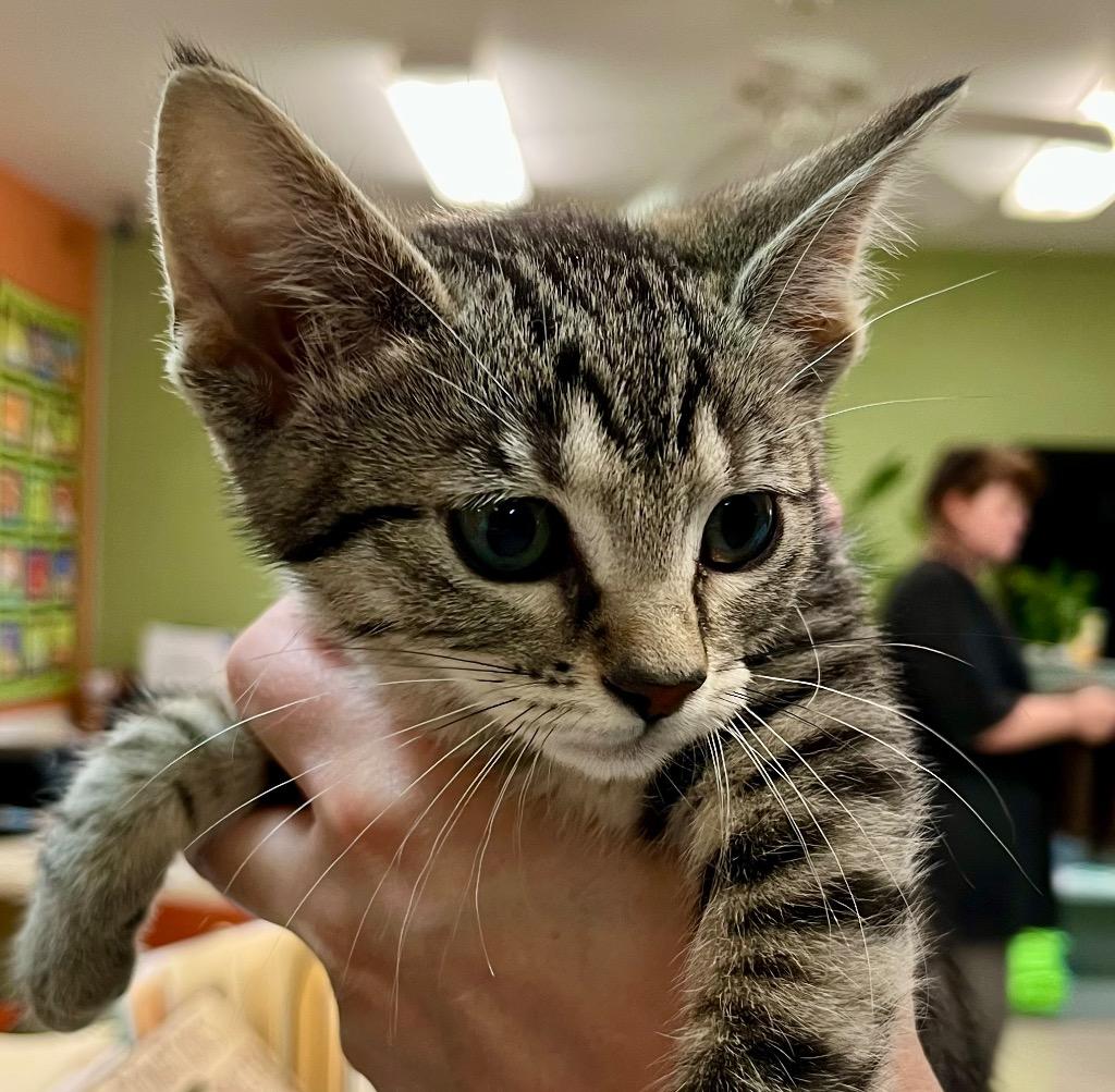 Enlarge Gusset, a Adoptable mixed breed in Burnsville, NC image 3/3