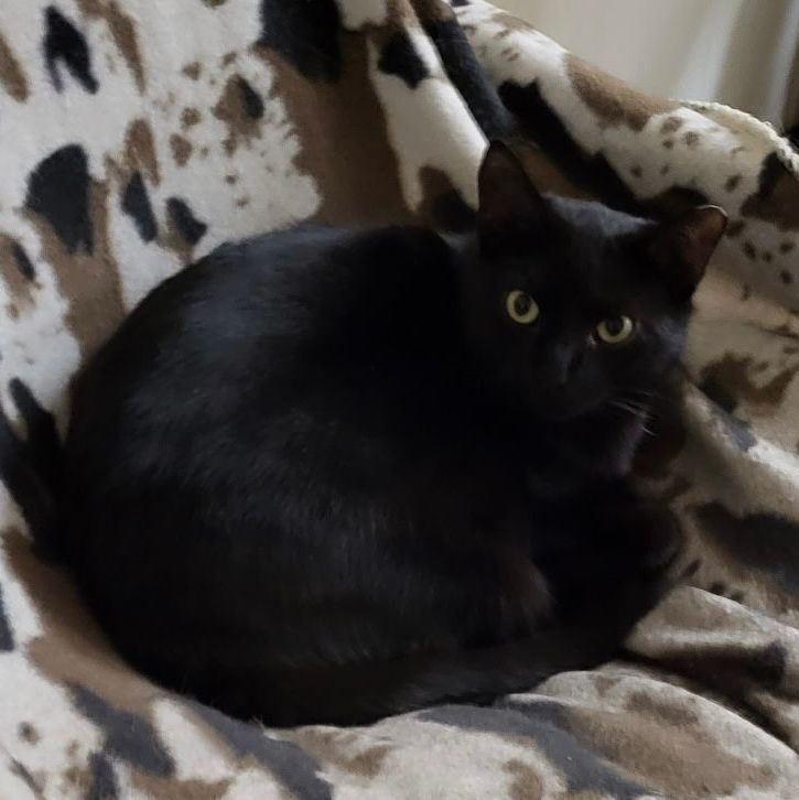 Blanket, Adoptable, Kitten Male Domestic Short Hair.