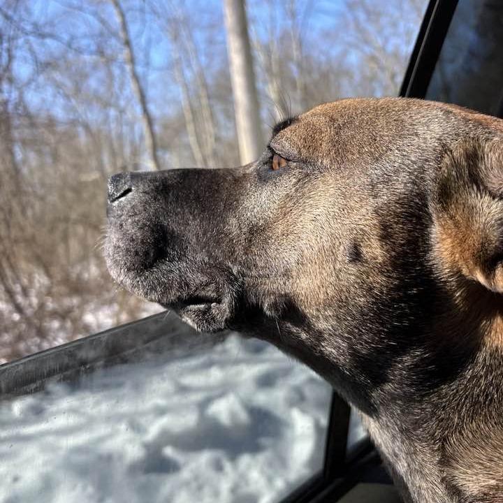 Enlarge Dozer, a Adoptable mixed breed in Walden, NY image 1/6