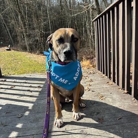 Enlarge Dozer, a Adoptable mixed breed in Walden, NY image 2/6