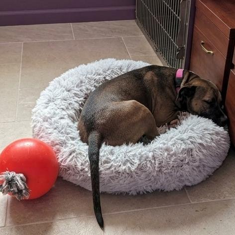 Enlarge Dozer, a Adoptable mixed breed in Walden, NY image 4/6