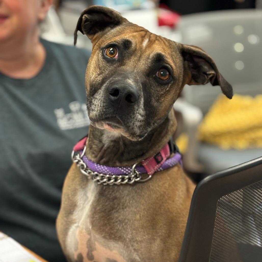 Enlarge Dozer, a Adoptable mixed breed in Walden, NY image 5/6