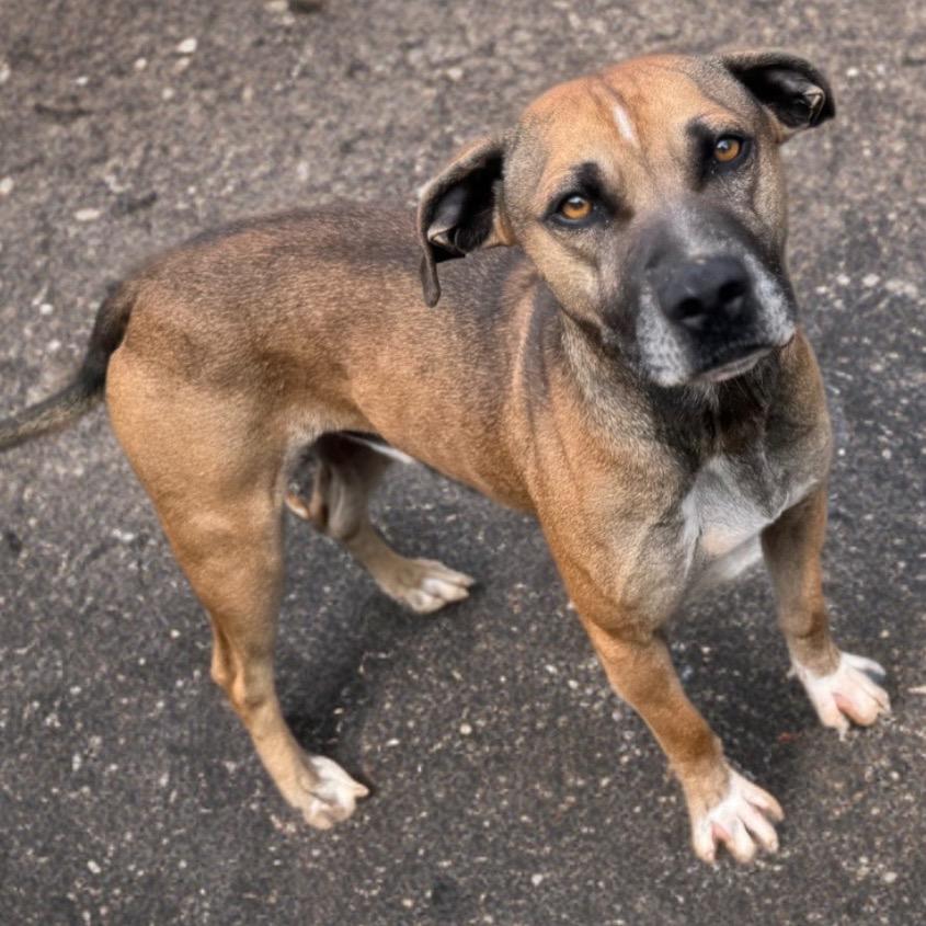 Enlarge Dozer, a Adoptable mixed breed in Walden, NY image 6/6