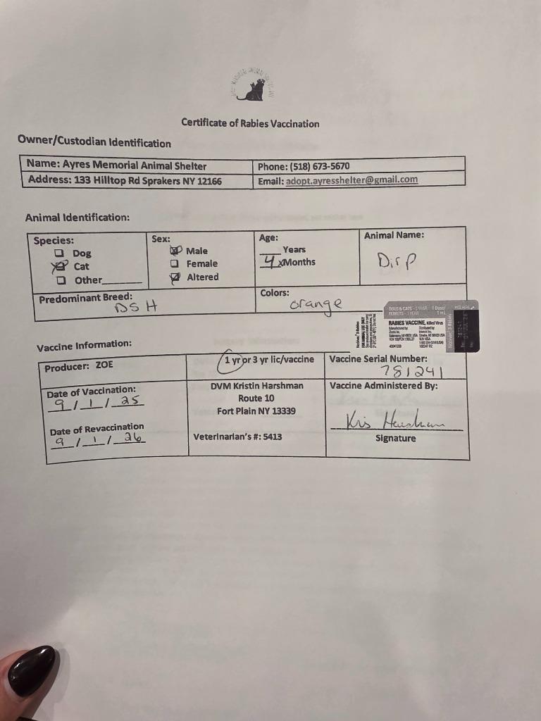 Dirp, Adopted, Young Male Domestic Short Hair.