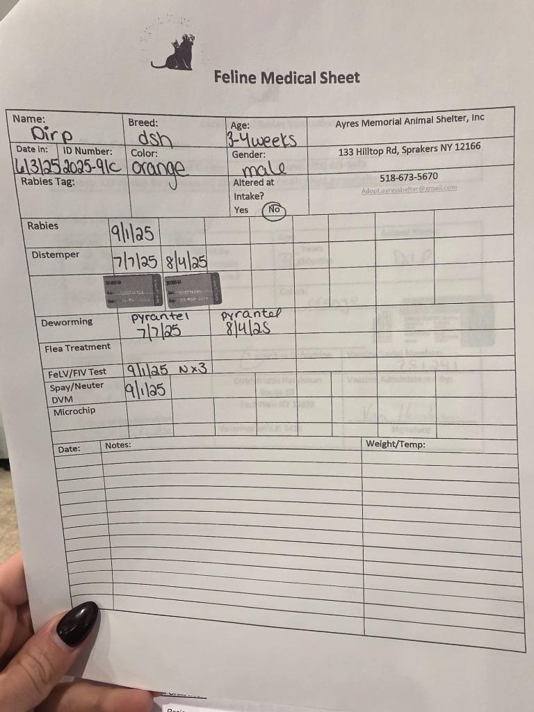 Enlarge Dirp, a Adopted mixed breed in Sprakers, NY image 2/4