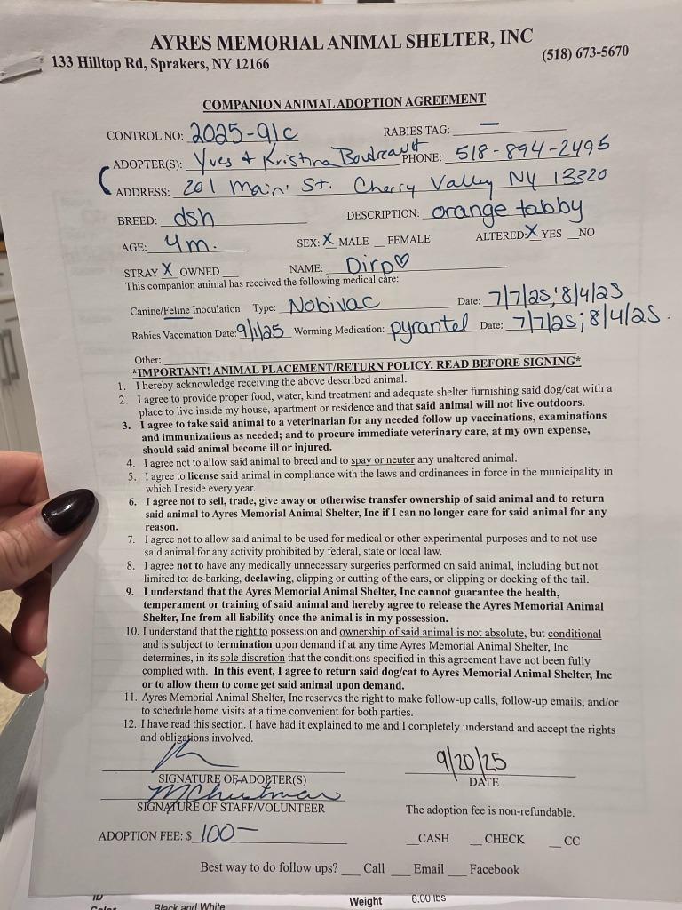 Enlarge Dirp, a Adopted mixed breed in Sprakers, NY image 3/4