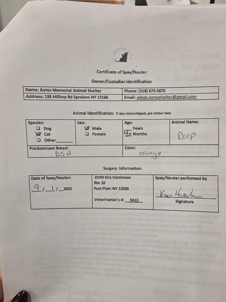 Enlarge Dirp, a Adopted mixed breed in Sprakers, NY image 4/4