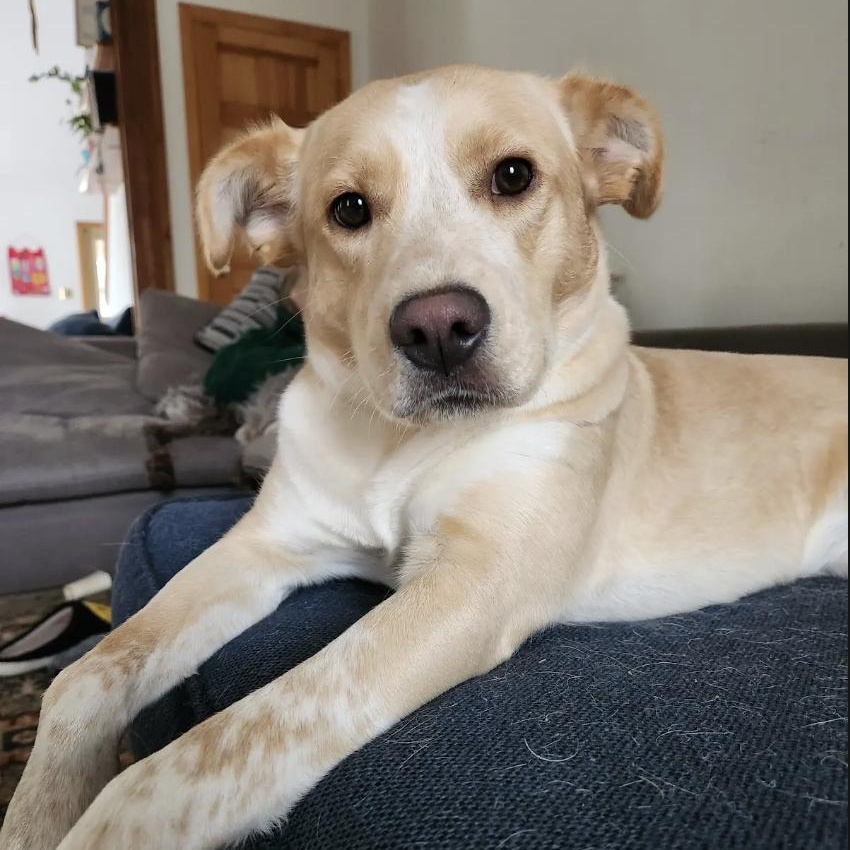 Enlarge Cali, an adopted mixed breed in Cedarburg, WI image 2/2