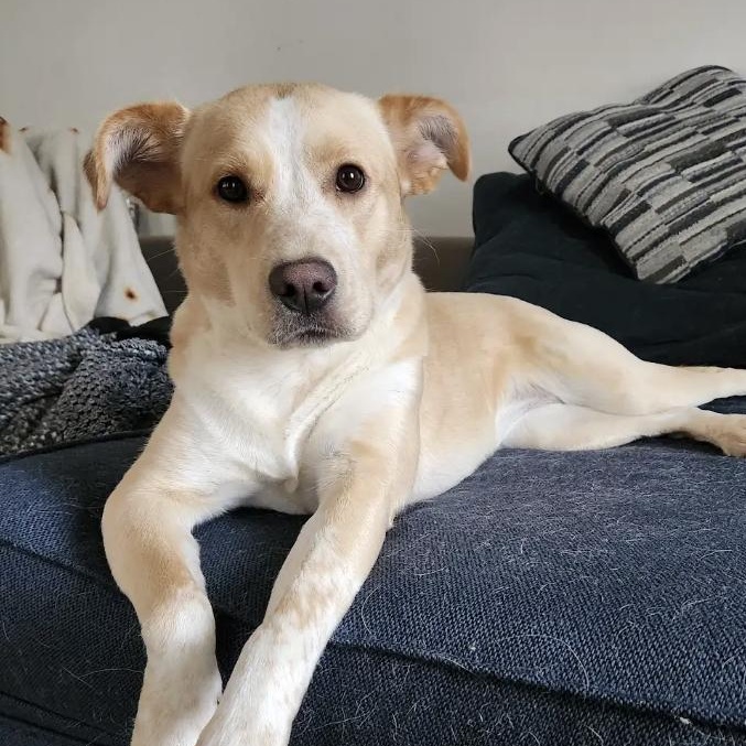 Cali, adopted, Young Female Labrador Retriever & Australian Shepherd.