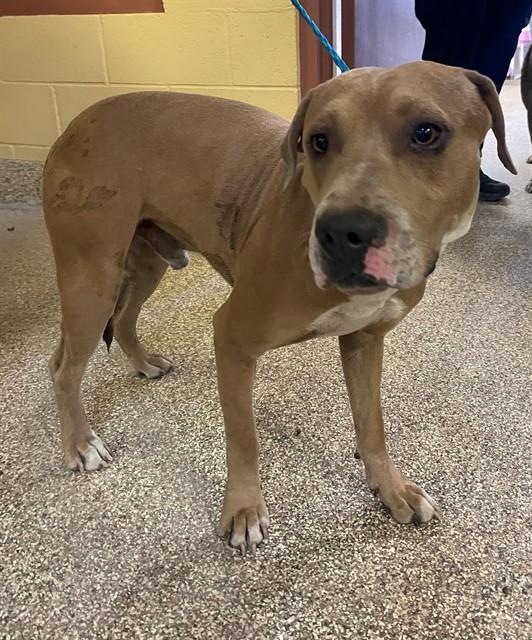 Enlarge JACK, a Adoptable Pit Bull Terrier in Blythe, CA image 1/1