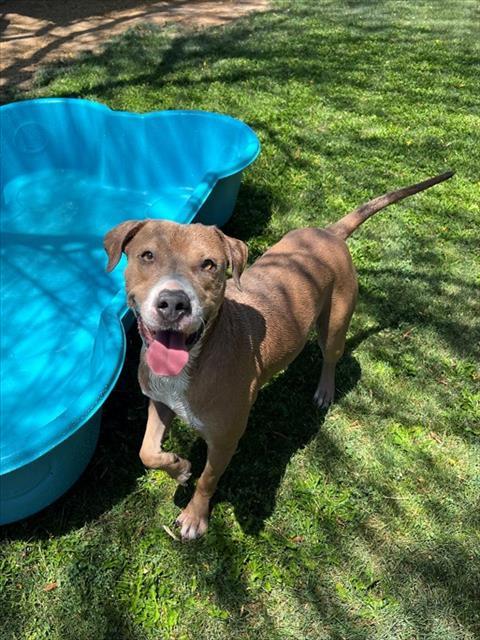 JACK, Adoptable, Adult Male Pit Bull Terrier.