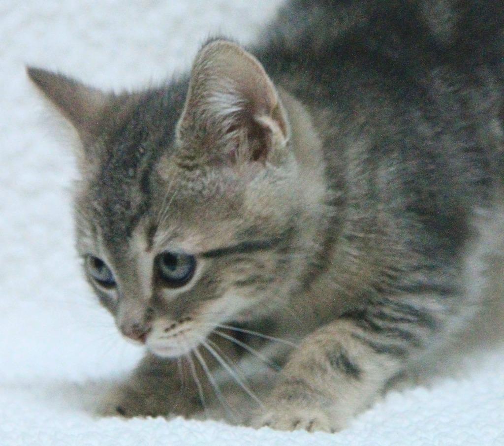 Shakespeare, Adopted, Kitten Male Domestic Short Hair.