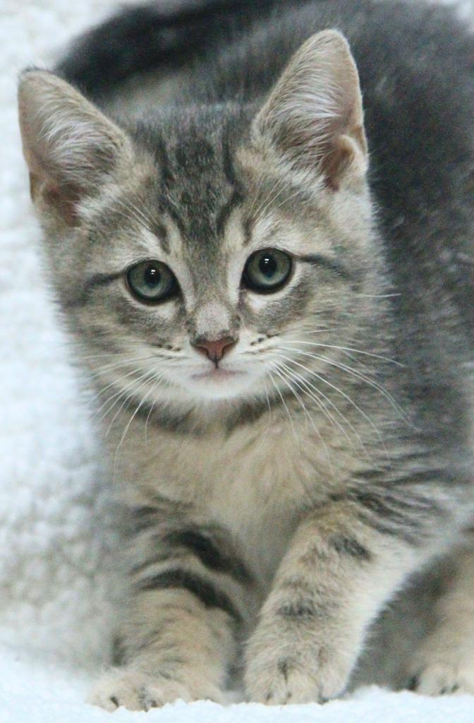 Enlarge Shakespeare, a Adopted mixed breed in Utica, MI image 2/3