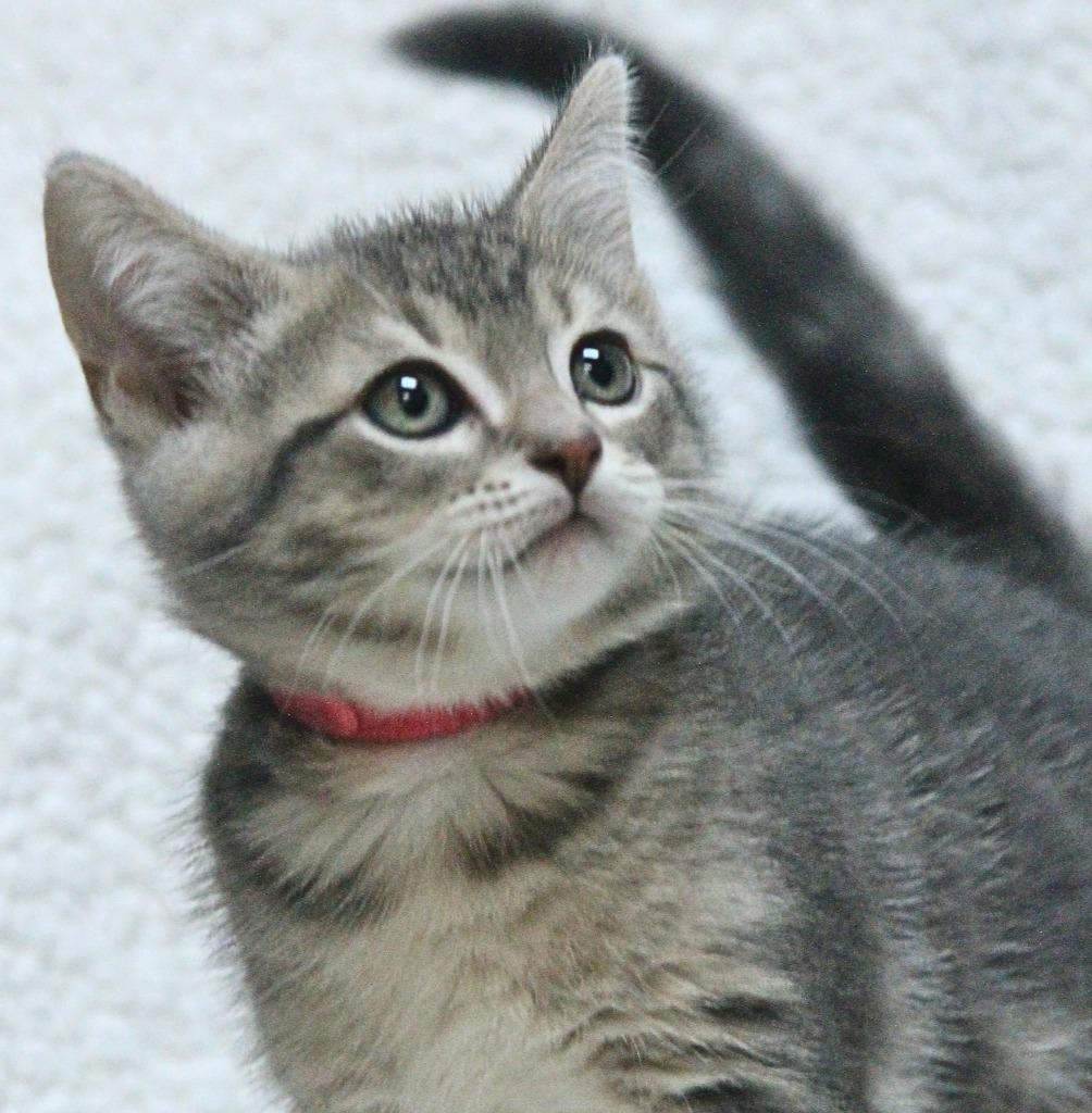 Enlarge Shakespeare, a Adopted mixed breed in Utica, MI image 3/3