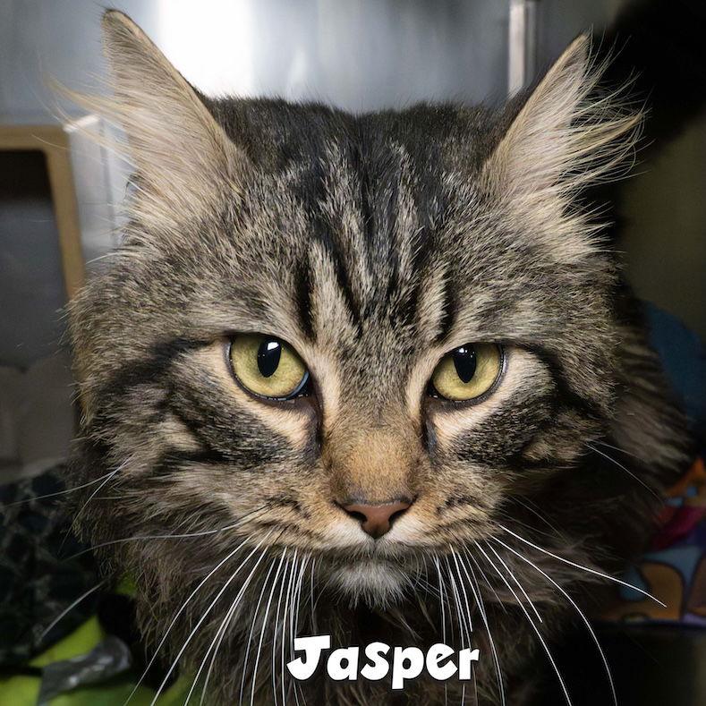 Sylvester, a Adopted Domestic Long Hair in Wilmington, NC image 1/2