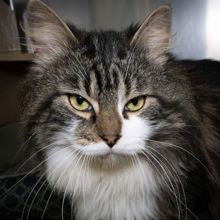 Sylvester, a Adopted Domestic Long Hair in Wilmington, NC image 2/2