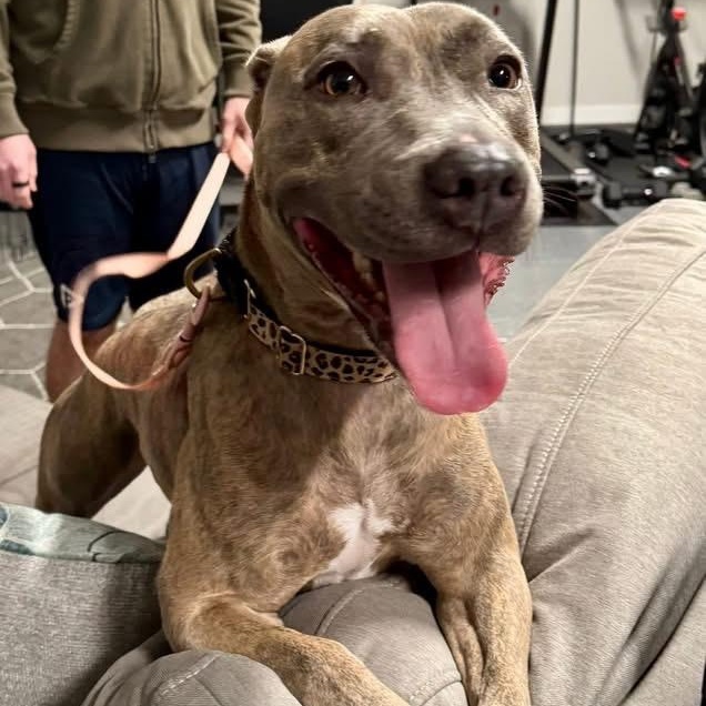 Rizzo, an adopted Mixed Breed in Myrtle Beach, SC image 2/6