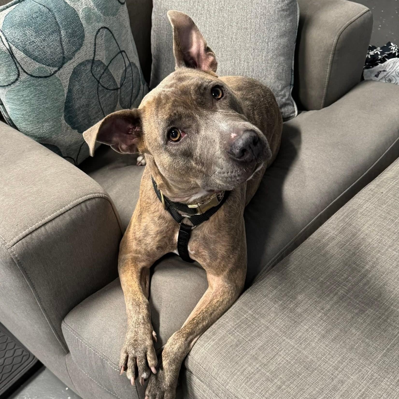 Rizzo, an adopted Mixed Breed in Myrtle Beach, SC image 1/6