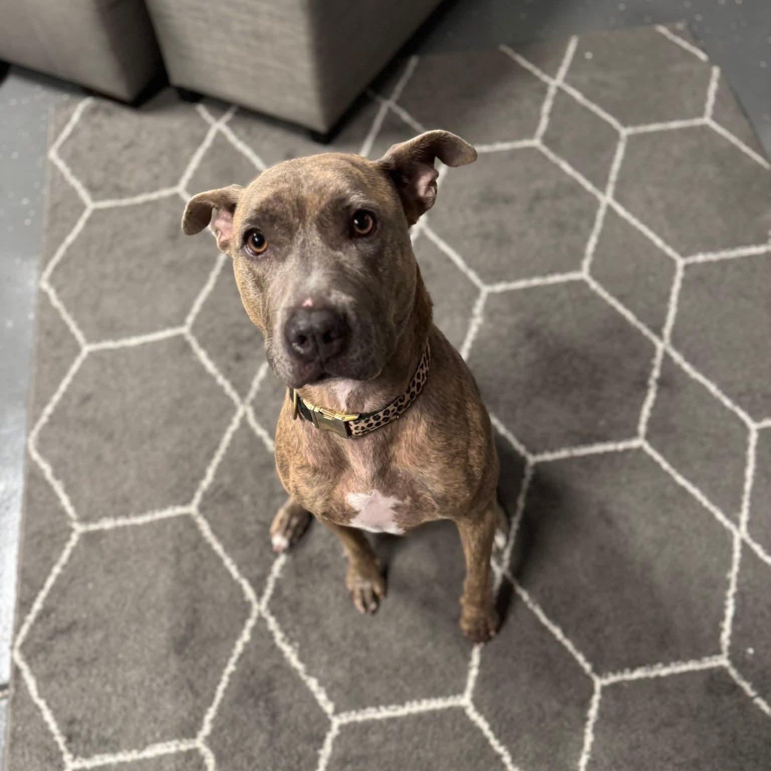 Rizzo, an adopted Mixed Breed in Myrtle Beach, SC image 5/6