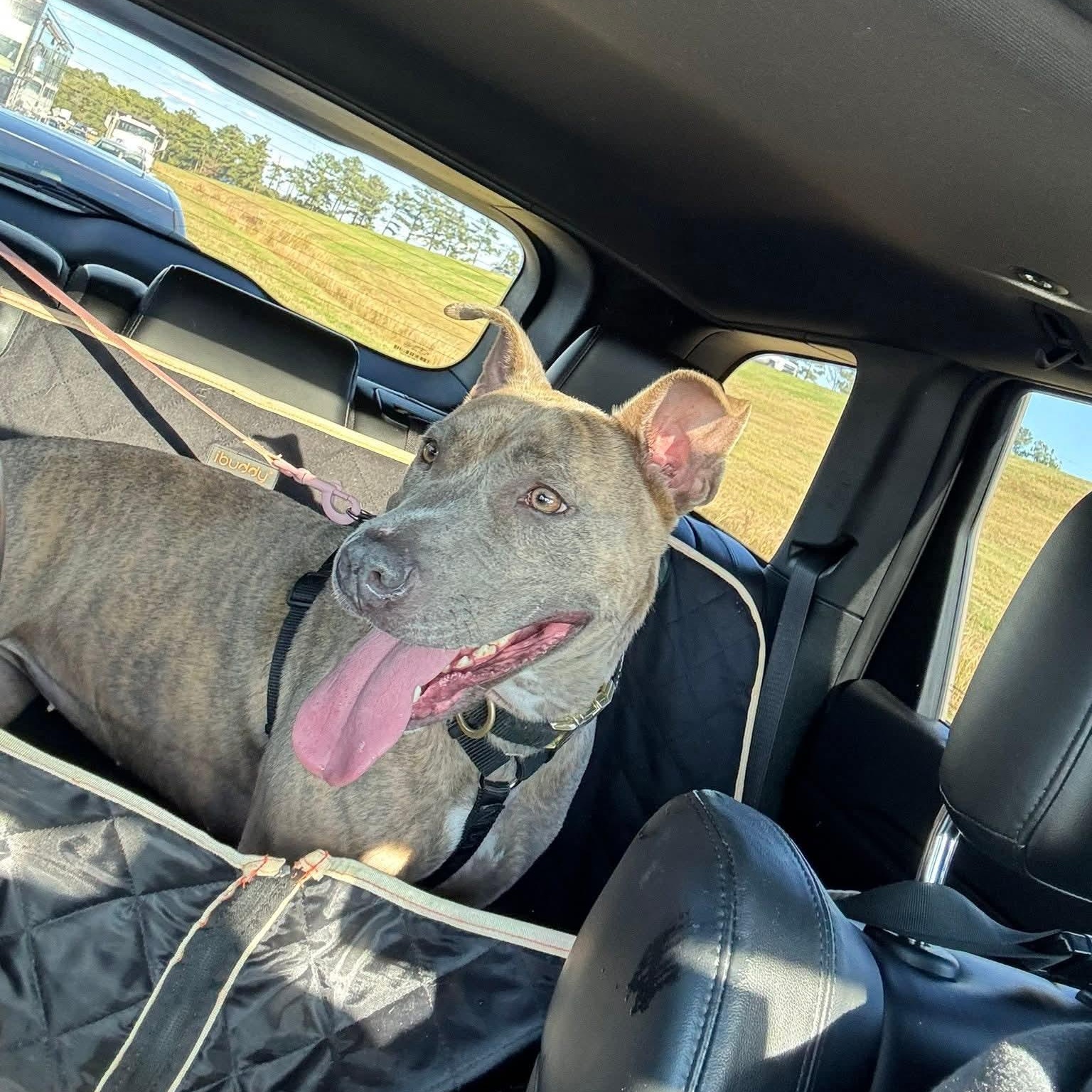 Rizzo, an adopted Mixed Breed in Myrtle Beach, SC image 6/6