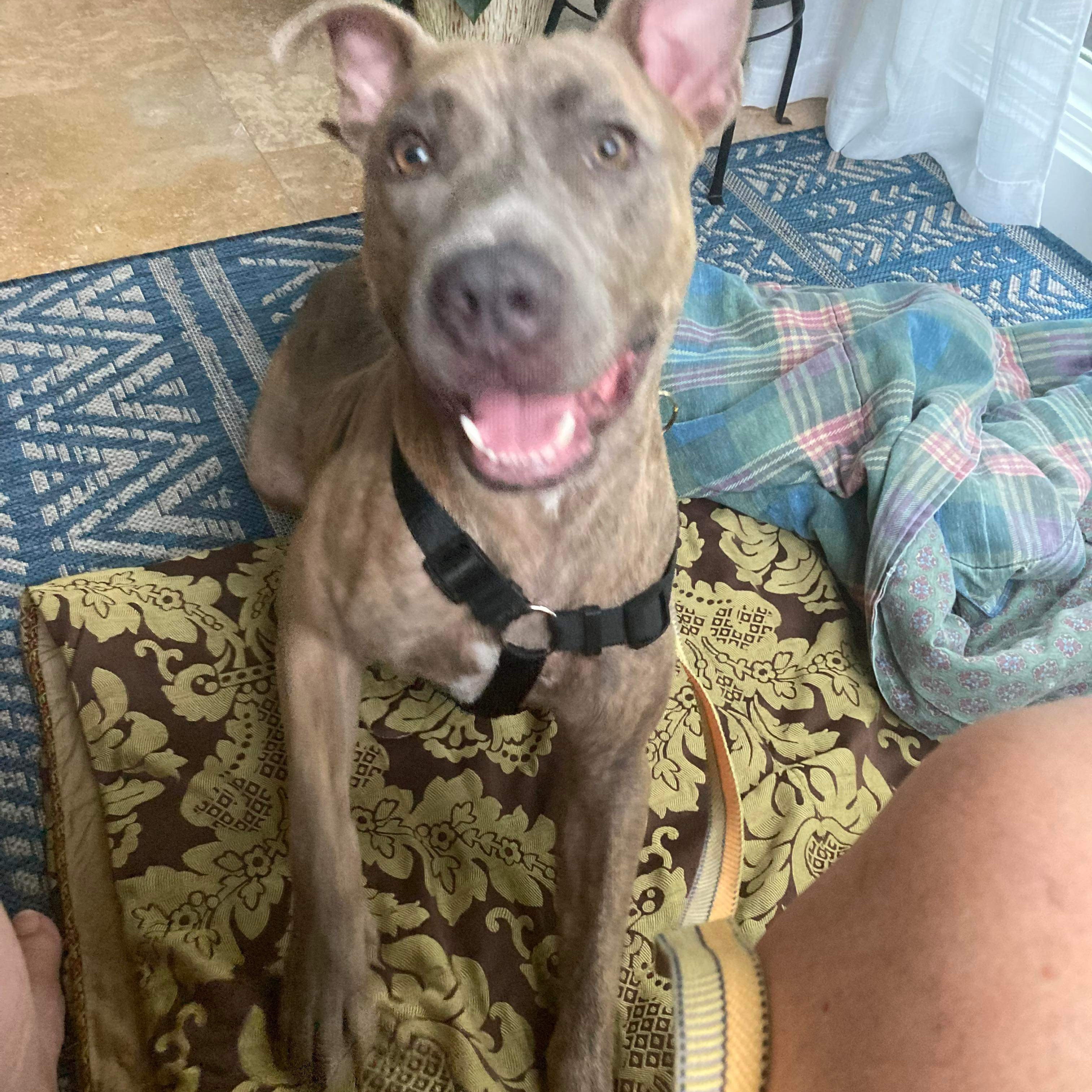 Rizzo, an adopted Mixed Breed in Myrtle Beach, SC image 3/6