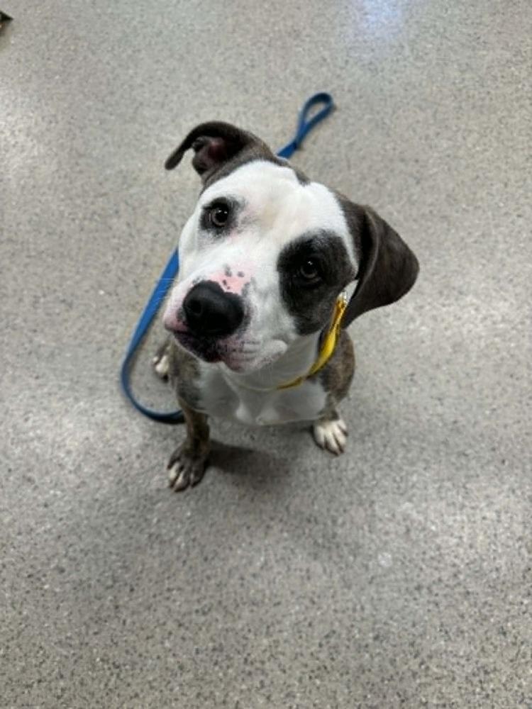 Barbosa (26-148 D), Adoptable, Young Male Mixed Breed.