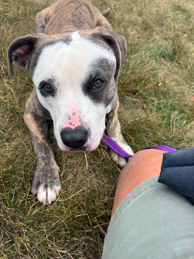 Barbosa (26-148 D), a Adoptable mixed breed in Lansing, MI image 2/6