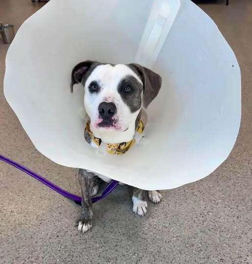 Barbosa (26-148 D), a Adoptable mixed breed in Lansing, MI image 3/6