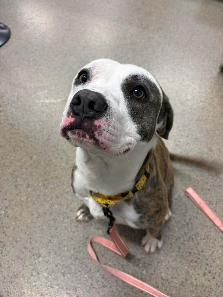 Barbosa (26-148 D), a Adoptable mixed breed in Lansing, MI image 4/6
