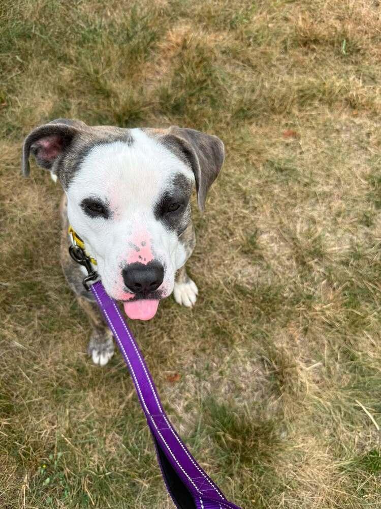 Barbosa (26-148 D), a Adoptable mixed breed in Lansing, MI image 5/6
