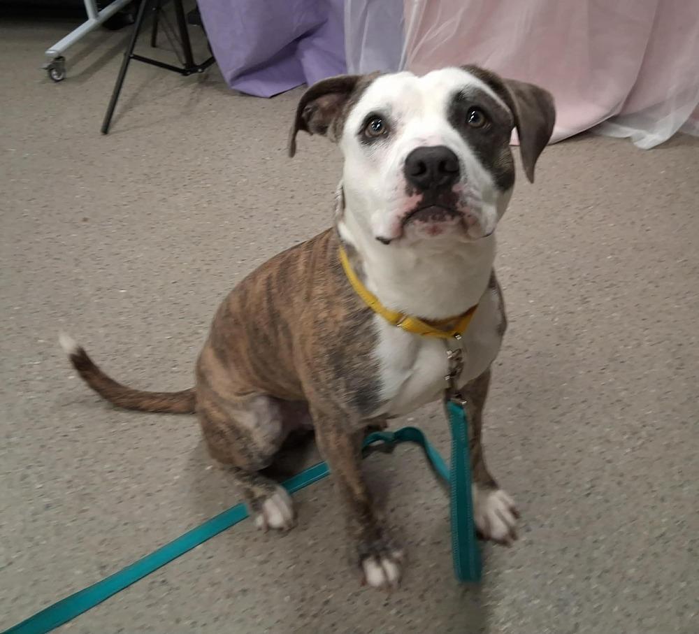 Barbosa (26-148 D), a Adoptable mixed breed in Lansing, MI image 6/6