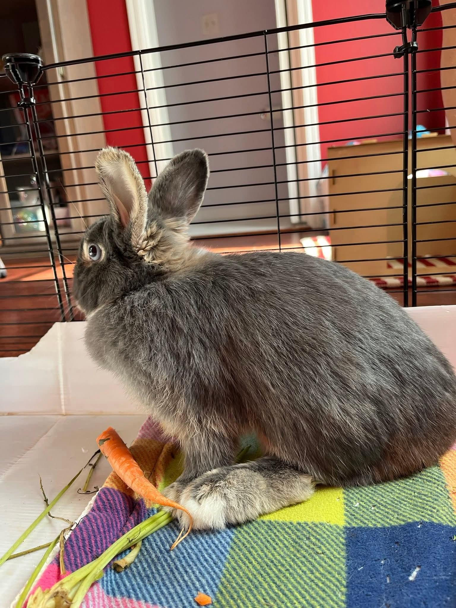 Princess Sunnie, an adopted Netherland Dwarf in Paradis, LA image 2/2