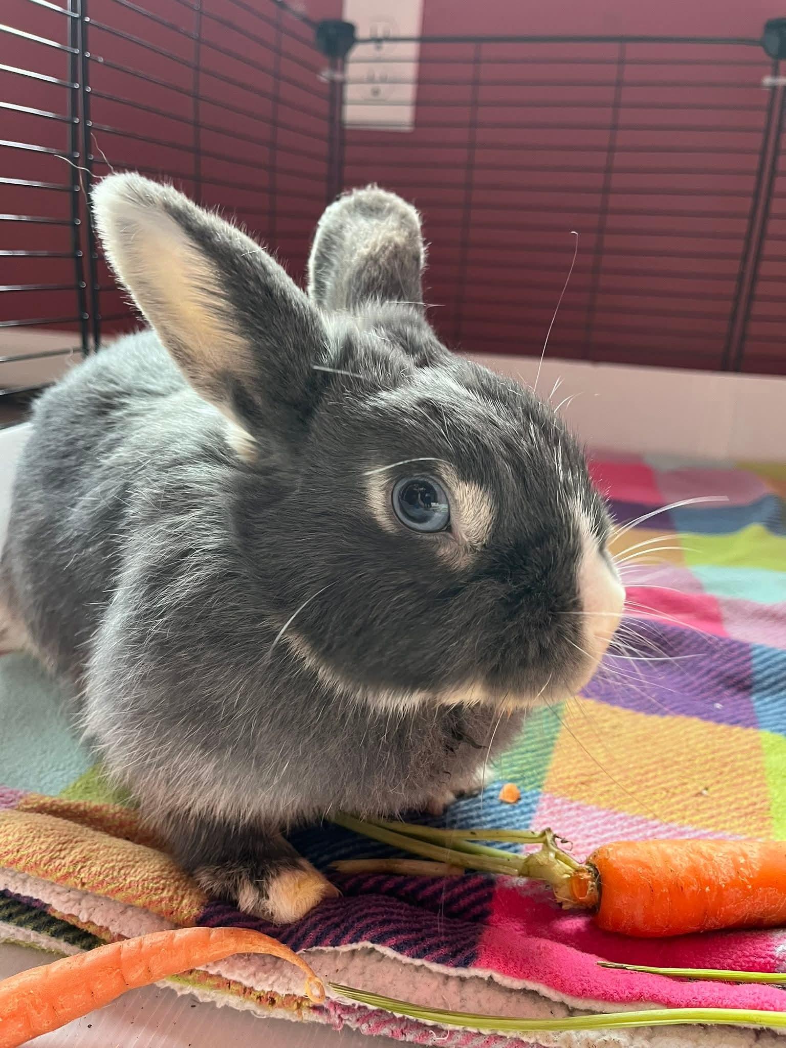 Princess Sunnie, adopted, Adult Female Netherland Dwarf.
