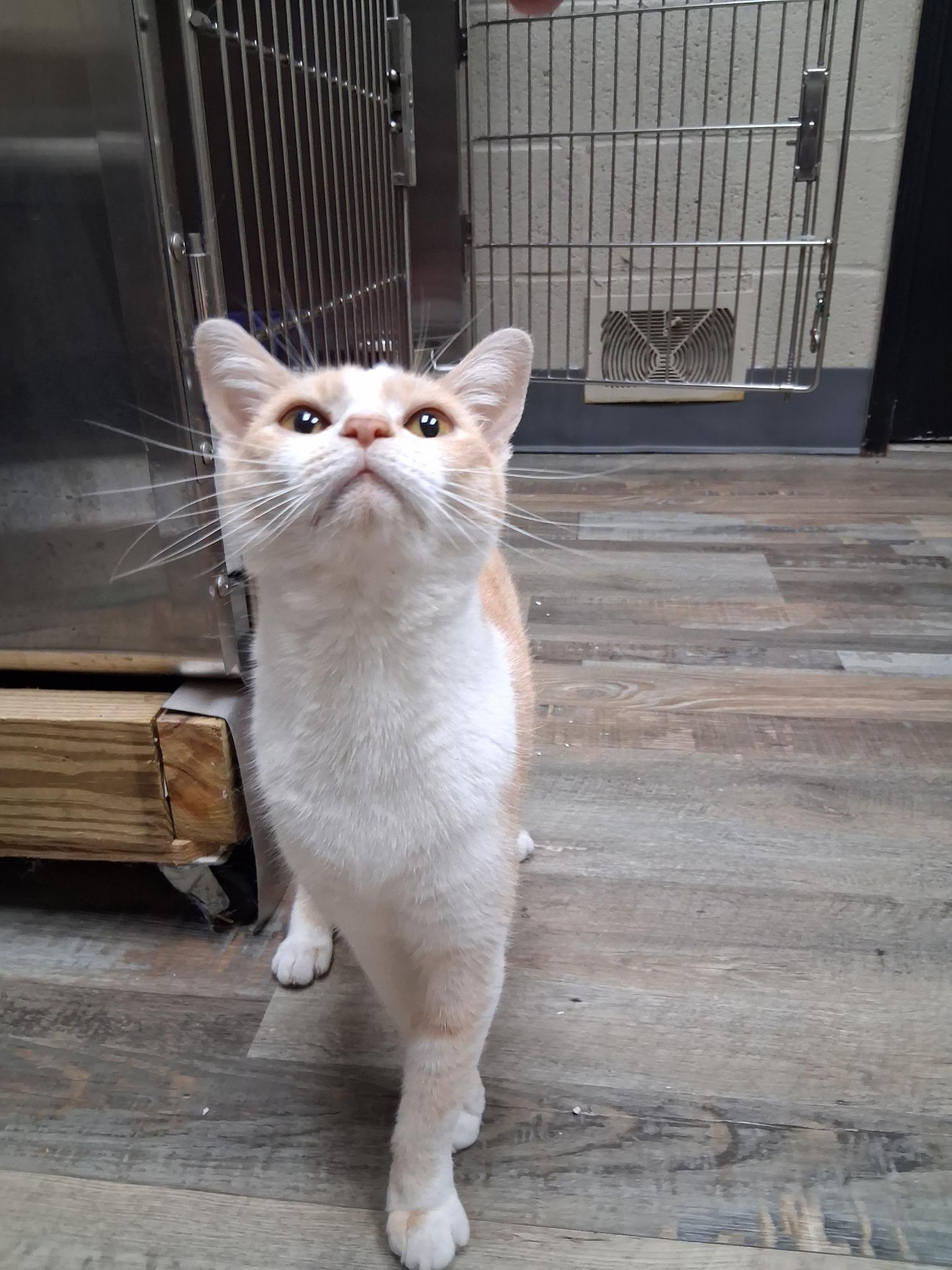 Enlarge Jewel, a Adoptable Domestic Short Hair in Clarkesville, GA image 3/4