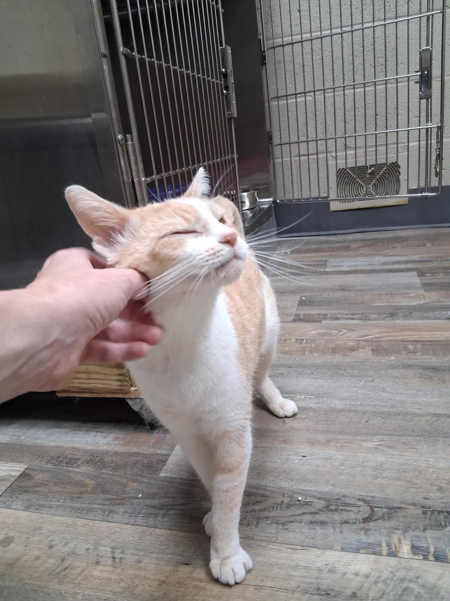 Enlarge Jewel, a Adoptable Domestic Short Hair in Clarkesville, GA image 2/4
